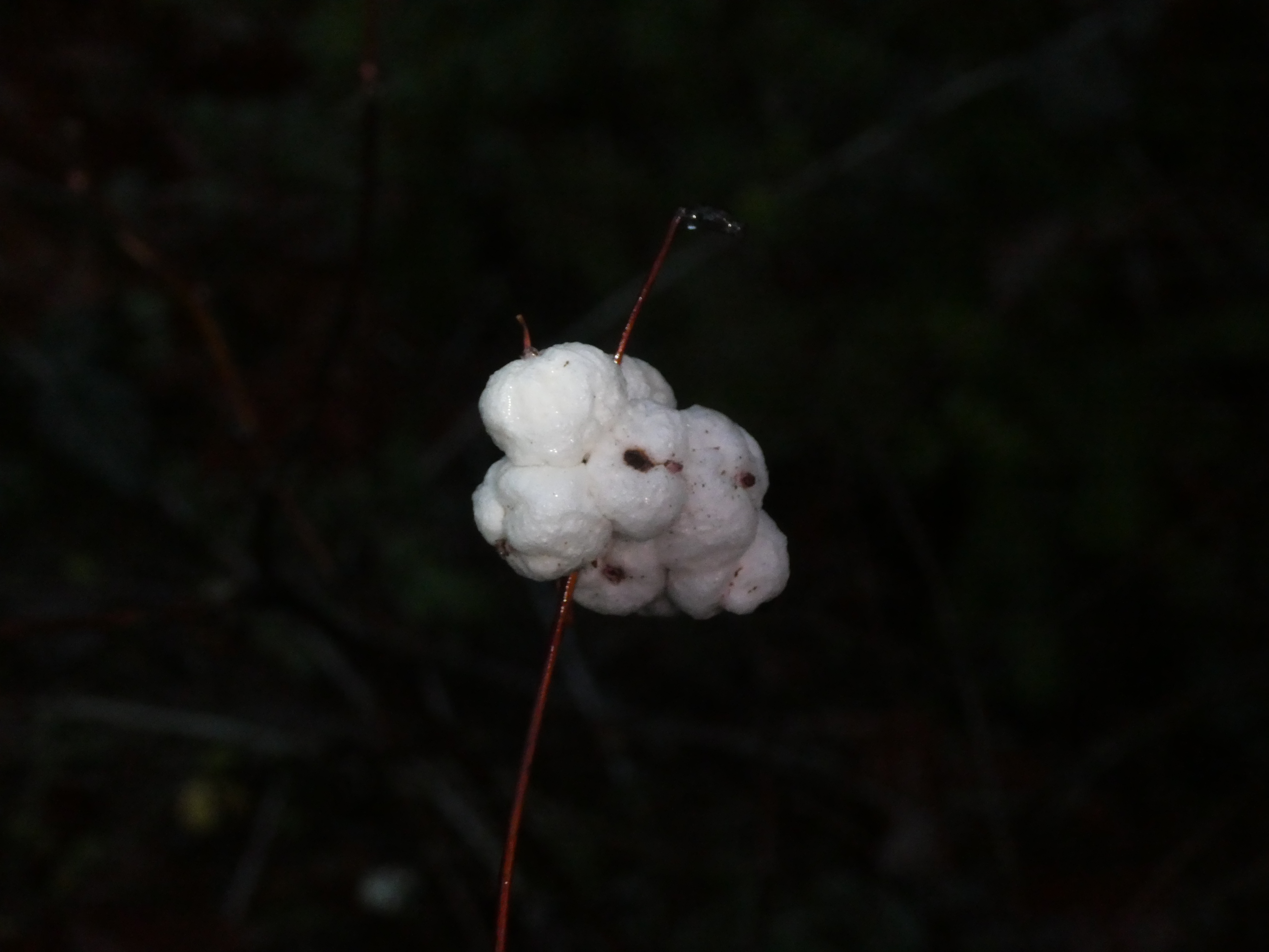 Common Snowberry, black background